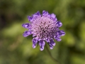 Scabiosa holosericea Driakiew